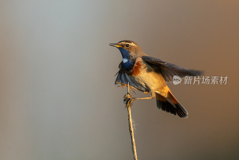 雄性蓝喉鲸(Luscinia svecica)